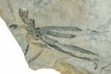 Pennsylvanian Fossil Horsetail (Annularia) Plate - Kentucky #248197-2
